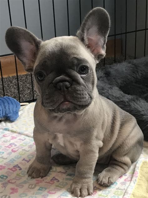 french bulldog breeders uk.